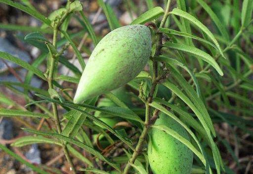 吃梢瓜减肥吧,天然美味，轻松瘦身新选择