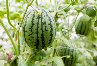 吃瓜寒气重,揭秘网络舆论背后的真相