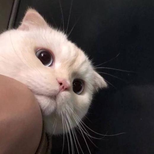 宅猫猫吃瓜头像可爱,宅猫猫吃瓜头像，可爱指数爆表！