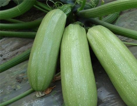 西校吃瓜,揭秘校园吃瓜背后的故事