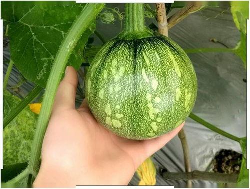 小信吃瓜,揭秘娱乐圈那些不为人知的幕后故事