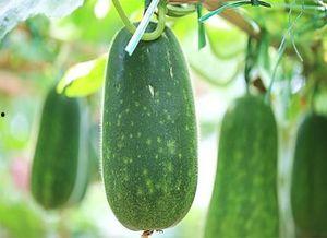 在朝堂吃瓜3,揭秘宫廷中的“吃瓜”文化